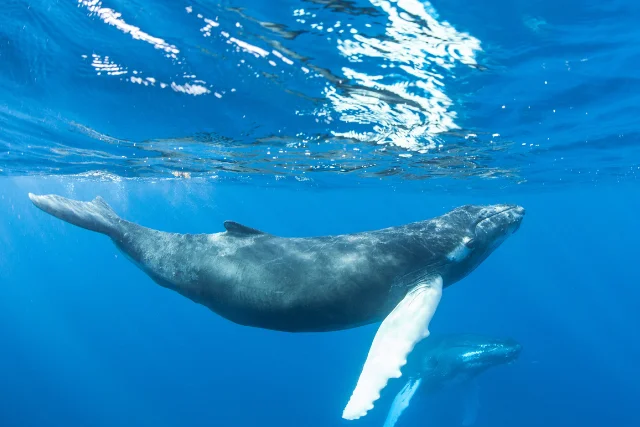Humpback whale in Silver Bank, Dominican Republic.