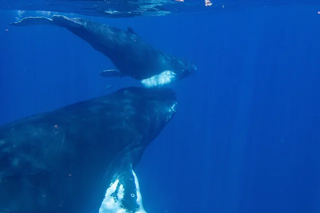 Mother and calf in Silver Bank, Dominican Republic.