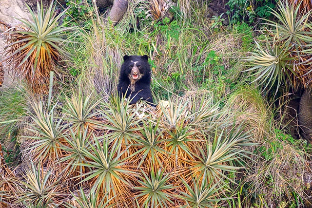 Spectacled bear in the Amazon Rainforest, Antisana National Park, Ecuador.