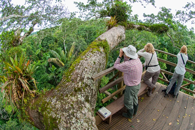 Canopy walkway in the Amazon Rainforest, Ecuador.