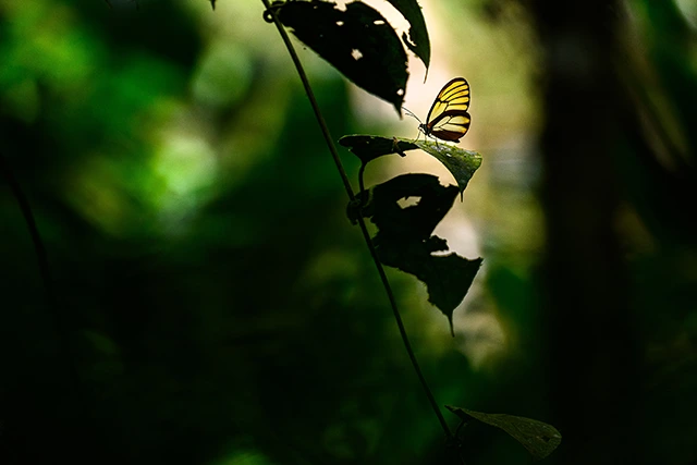 Heliconid butterfly in the Amazon Rainforest, Ecuador.