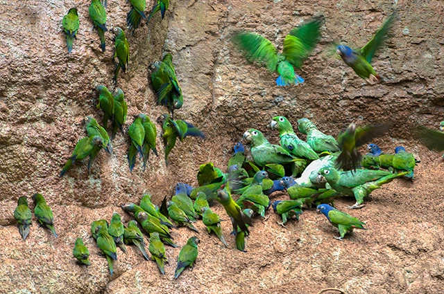 Mealy Amazon & dusky-headed parakeet in the Amazon Rainforest, Ecuador