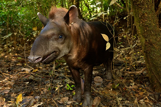 Tapir in in the Amazon Rainforest, Yasuni National Park, Ecuador