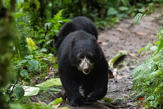 Andean bear in Ecuador.