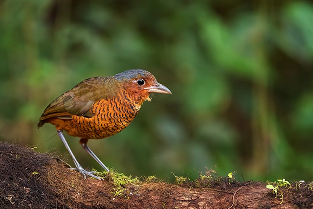 Giant antpitta in Ecuador