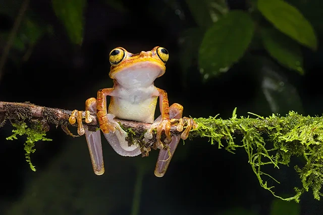 Imbabura tree frog in Ecuador.