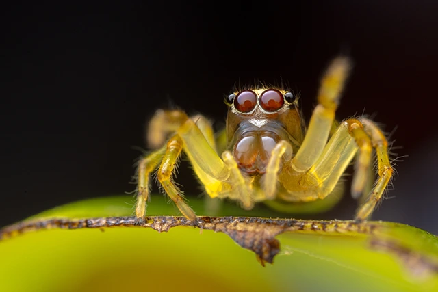 Jumping spider in Ecuador.