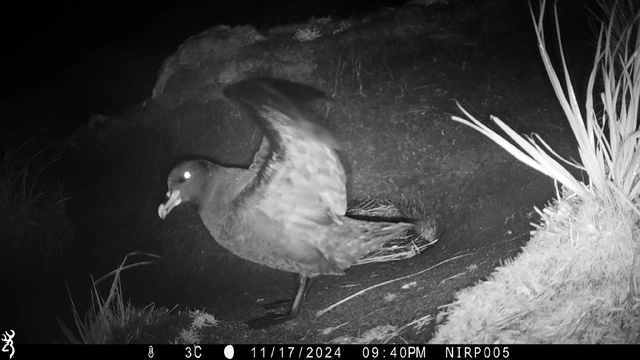 White-chinned petrel on a trail cam, on the Falkland Islands, part of the conservation work undertaken by Faklands Conservation