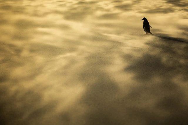 Gentoo penguin in Saunders Island, the Falklands.
