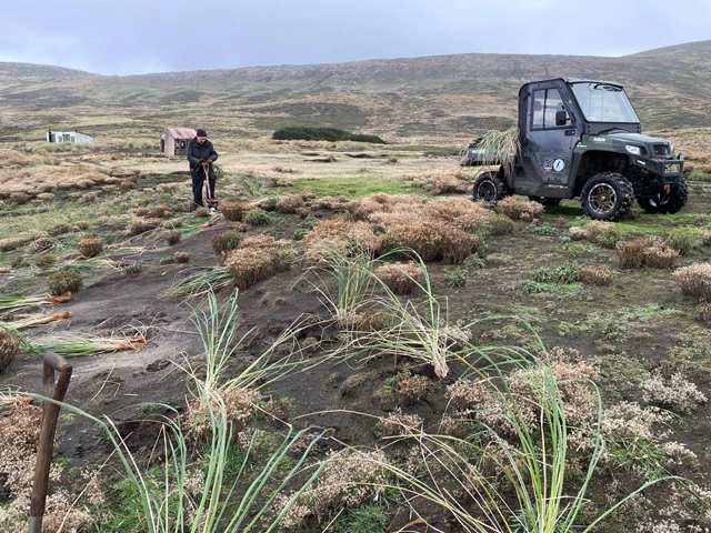 Tussac planting on the Falkland Islands, part of the conservation work undertaken by Faklands Conservation