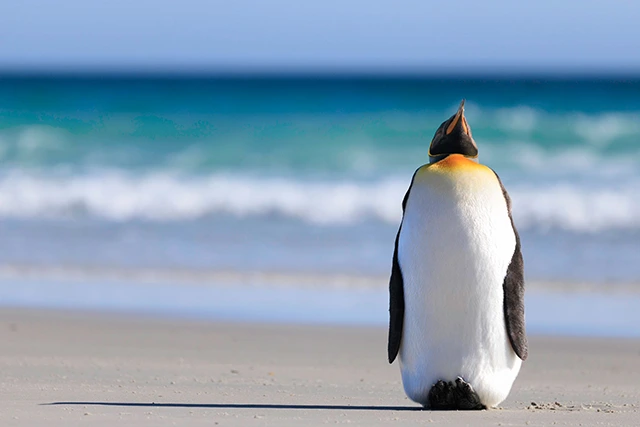 King penguin in the Falkland Islands