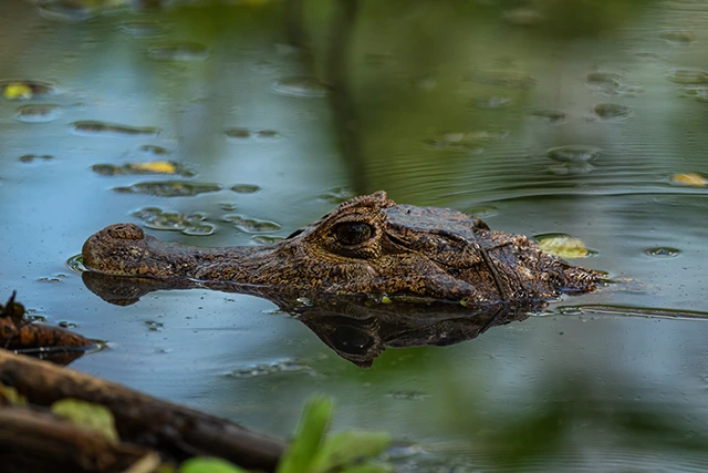 Spectacled caiman in the Amazon Rainforest, Guyana