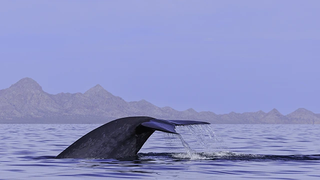Blue whale in Baja California, Mexico.