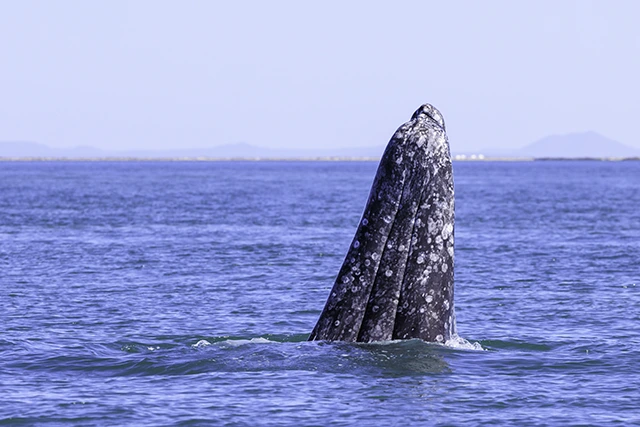 Grey whale in Baja California, Mexico.