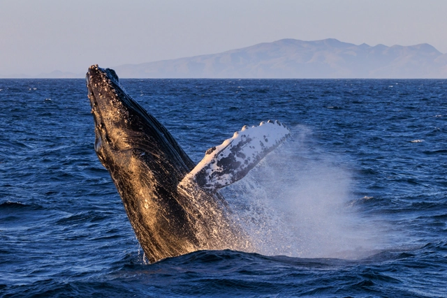 Humpback whale in Baja California, Mexico