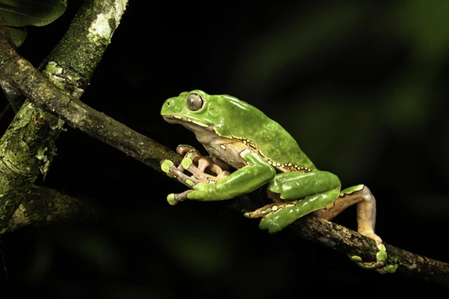 Giant waxy monkey frog in the Amazon Rainforest, Peru.