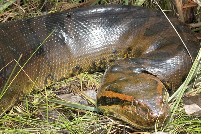 Green anaconda in the Amazon Rainforest, Peru