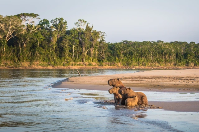 Capybara in the Amazon Rainforest, Manu National Park, Peru