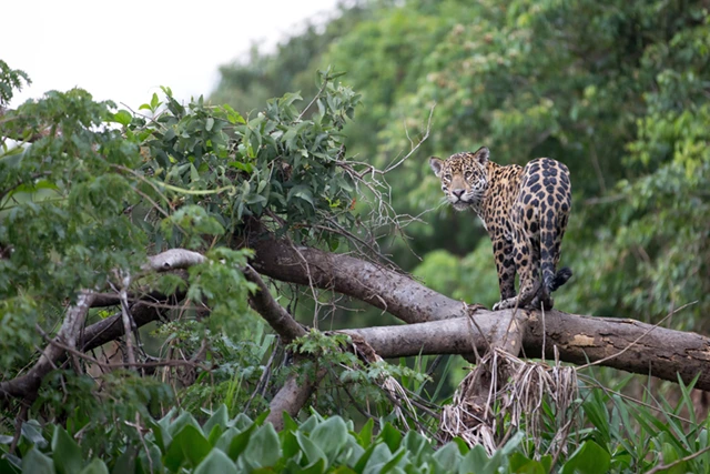 Jaguar in the Amazon Rainforest, Manu National Park, Peru