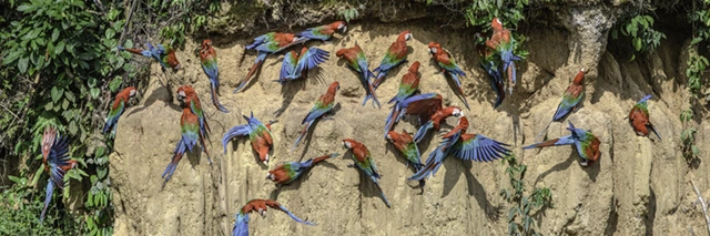 Red-and-green macaws in the Amazon Rainforest, Manu National Park, Peru.