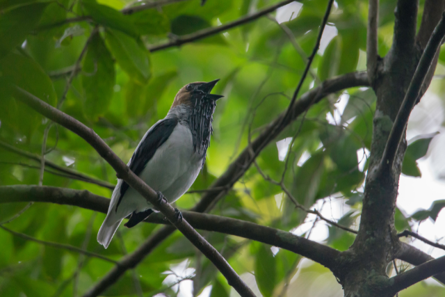 Bearded bellbird in Trinidad.