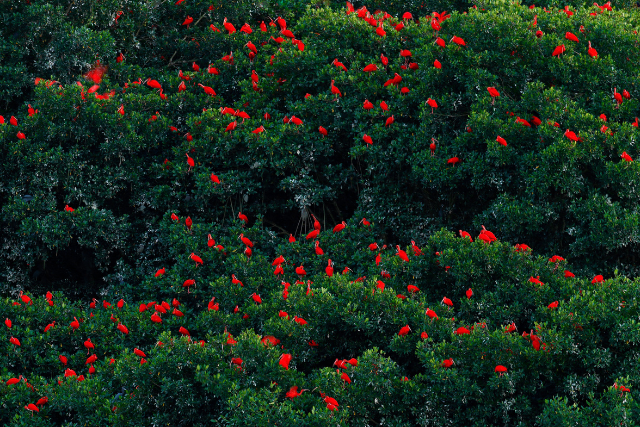 Scarlet ibis in Caroni Swamp, Trinidad.