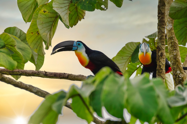 Channel-bill toucan in Trinidad.
