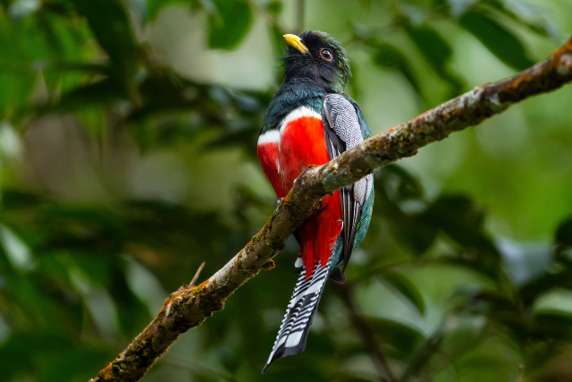 Collared trogon in Trinidad.