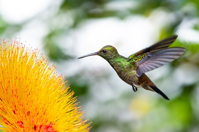 Copper-rumped hummingbird feeding on a flower, Trinidad.