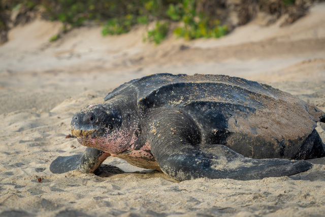 Leatherback turtle in Trinidad.
