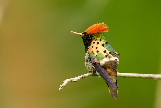 Tufted coquette in Trinidad.