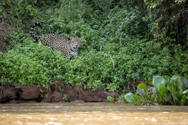 Jaguar in the Pantanal, Brazil.