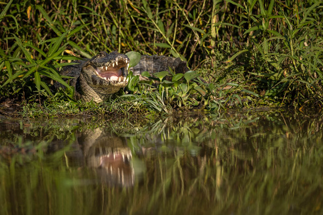 Yacare caiman in the Pantanal, Brazil.