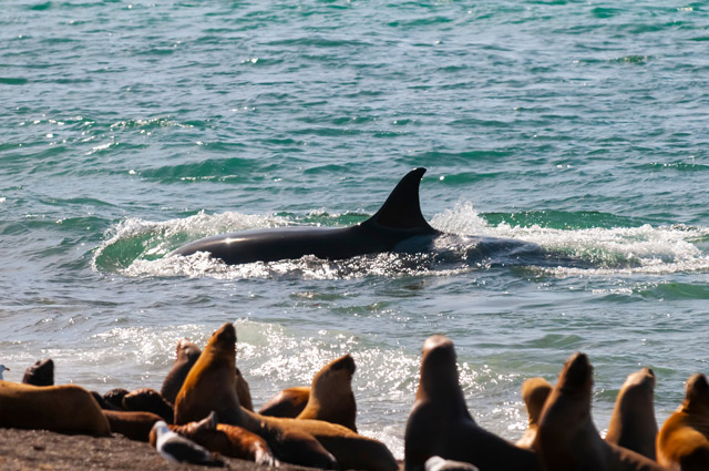 Orca and sealion in Valdes Peninsula, Argentina