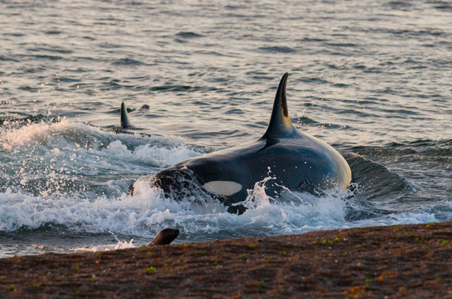 Orca in Valdes Peninsula, Argentina