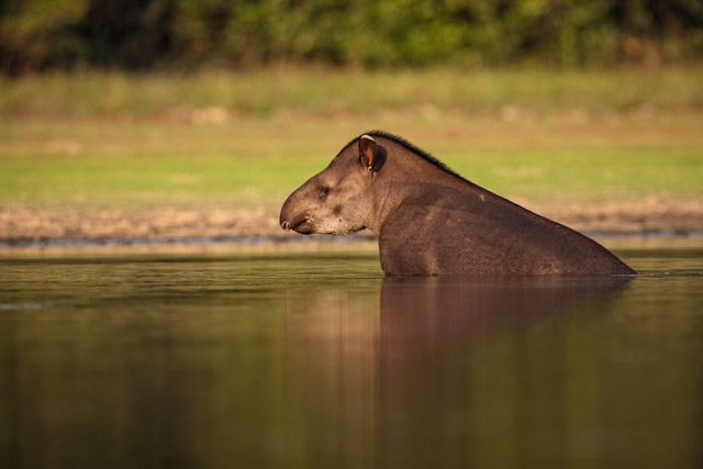 Brazilian tapir in the Pantanal, Brazil.