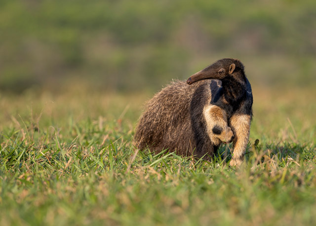 Giant anteater in Brazil.