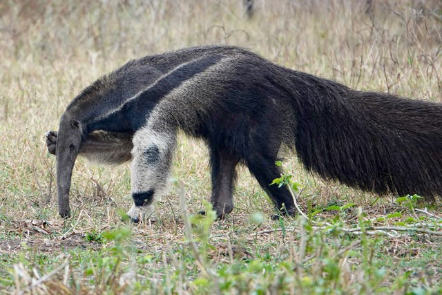 Giant anteater in Brazil.