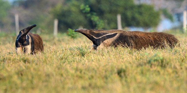 Giant anteater in the Pantanal, Brazil.