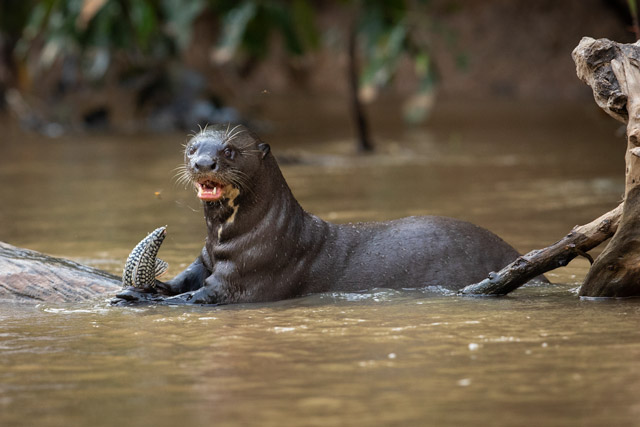 Giant river otter in the Pantanal, Brazil.