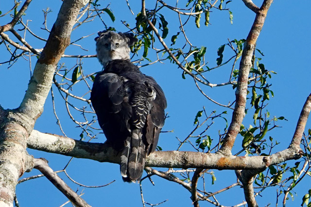 Harpy eagle in Brazil.