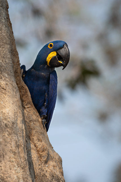 Hyacinth macaw in the Pantanal, Brazil.