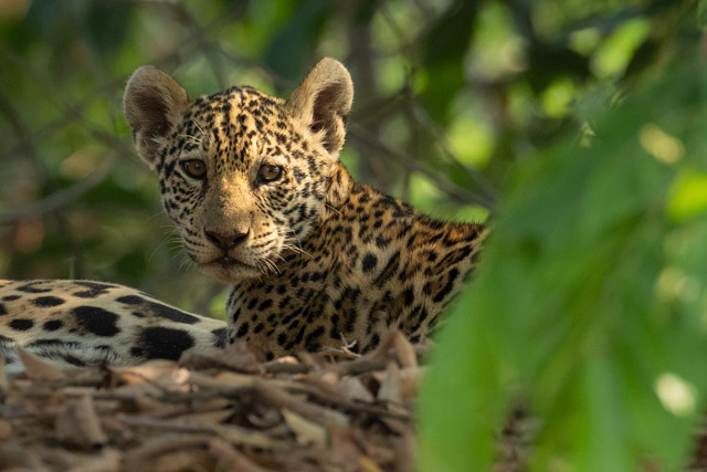 Jaguar cub in the Pantanal, Brazil.