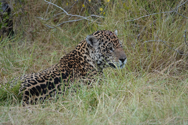 Jaguar in Brazil.