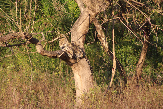 Jaguar in the Pantanal, Brazil.