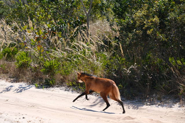 Maned wolf in Brazil.