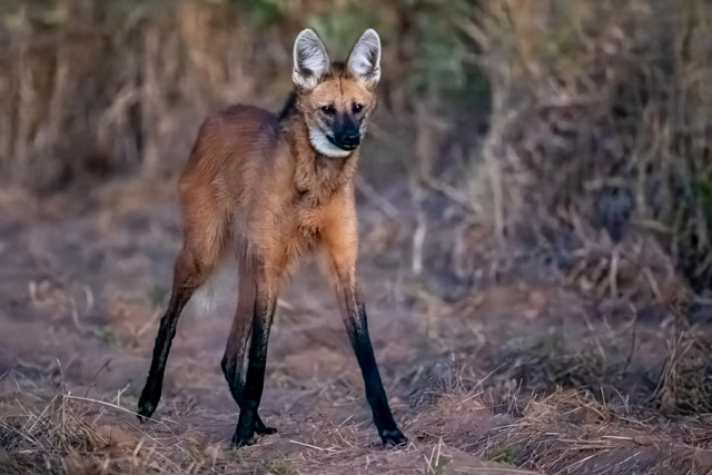 Maned wolf in the cerrado, Brazil.