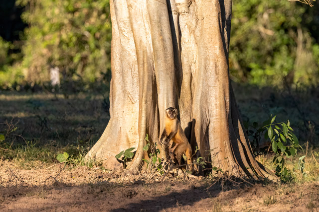 Azara's capuchin in the Pantanal, Brazil.
