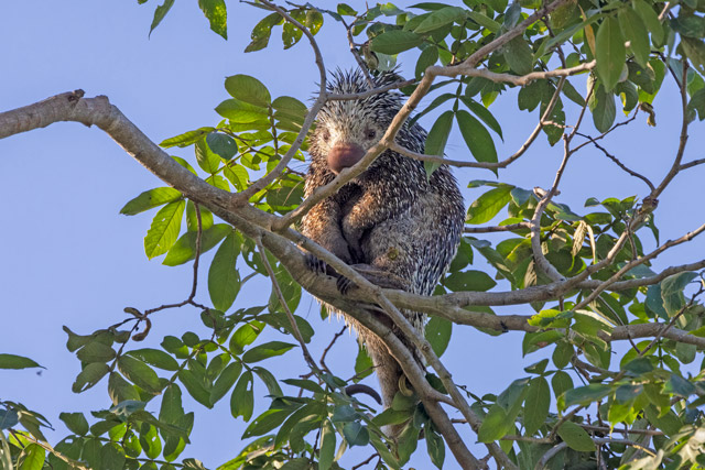 Brazilian porcupine in the Pantanal, Brazil.
