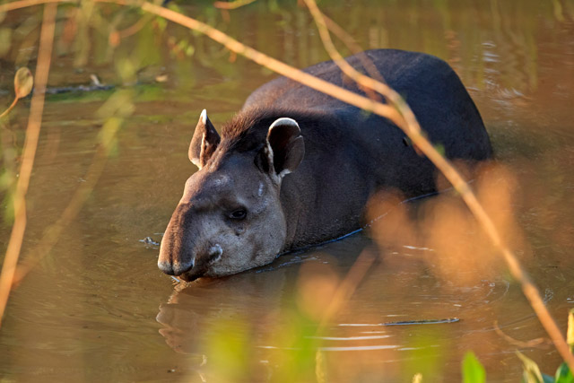 Brazilian tapir in the Pantanal, Brazil.